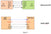 Total Phase eSPI Analysis Application